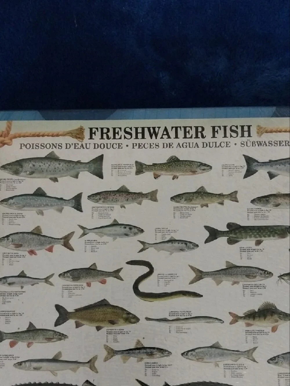 🔵BOGO FREE🔵 Eurographics Freshwater Fish 1000-Piece Puzzle NEW IN SHRINKWRAP
